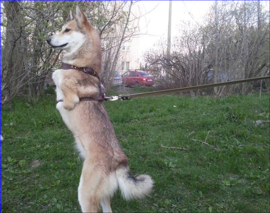 Фото из группы ВК Приют для животных «Преданные сердца»