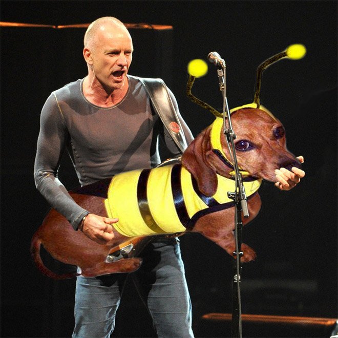 Фото: bassdogs.tumblr.com