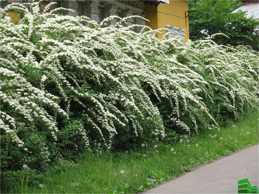 Живая изгородь: плюсы, минусы, советы эксперта