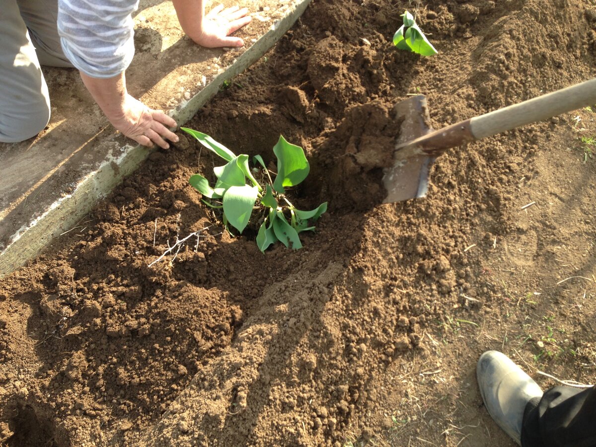 Переселение на новое место. Фото автора.