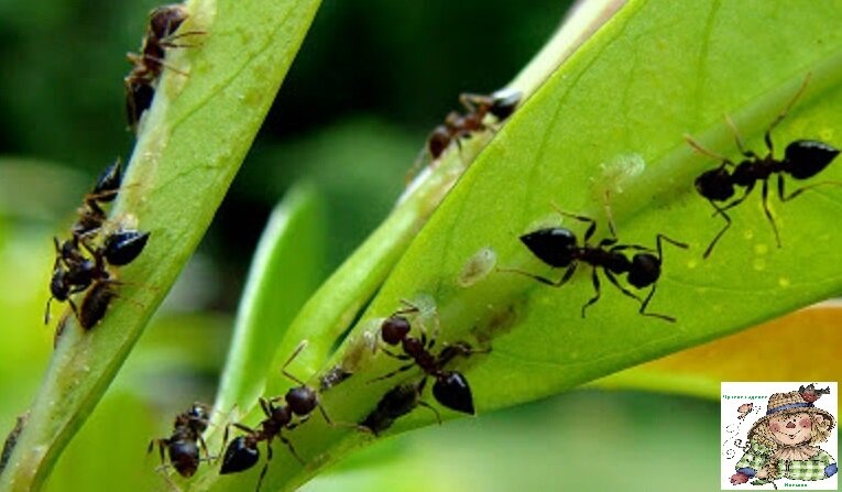  Настроение отвратительное. Достали эти мелкие гады. 