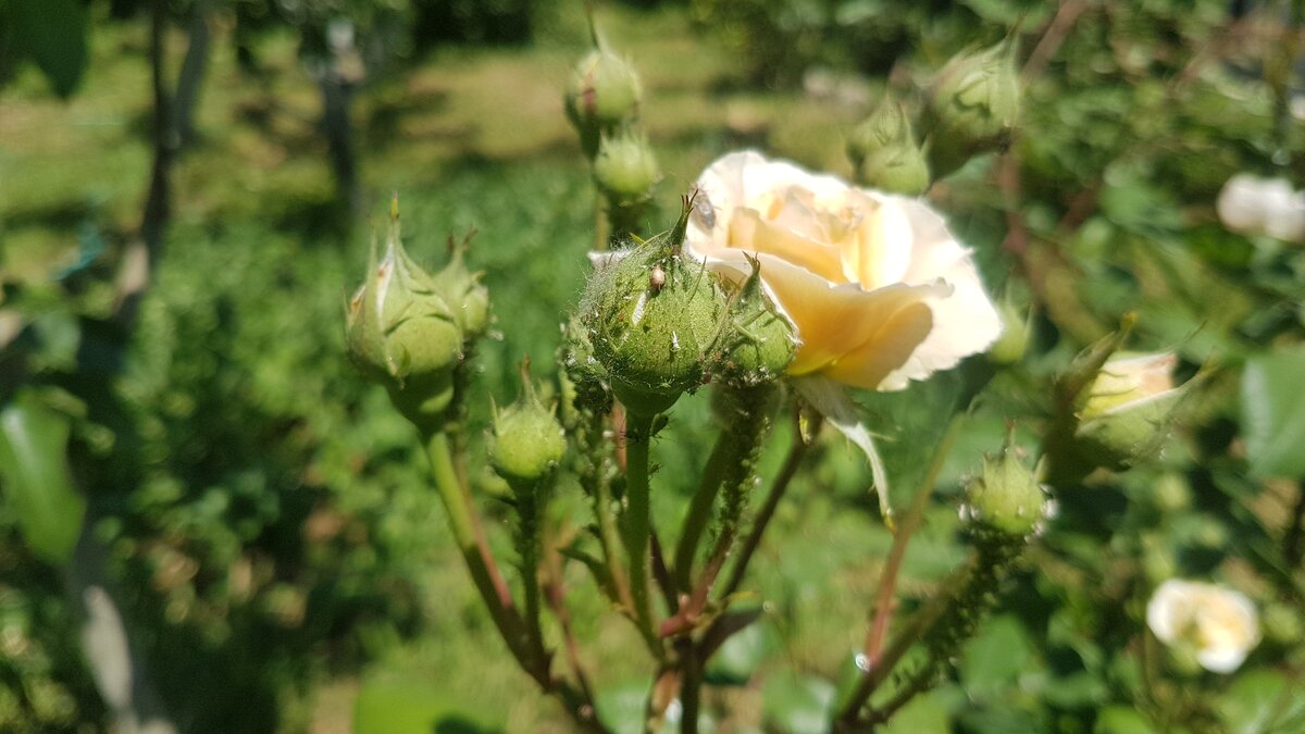 Тля на розе Рококо. Цветение обещает быть роскошным.  Бутонов масса. А с тлей мы справимся. Фото Е.Миговой
