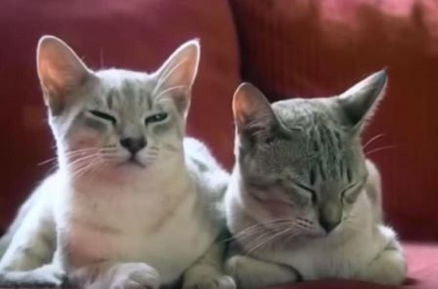Кошки породы Австралийский мист