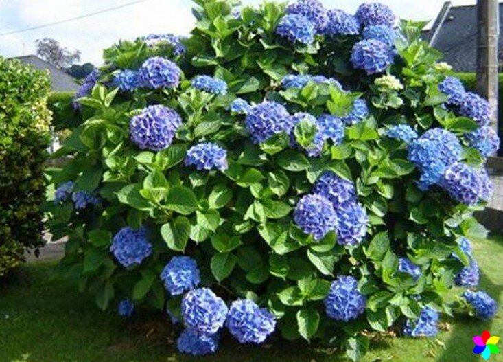 Гортензия очень высоко ценится среди садоводов за большие соцветия ярких цветов.-2