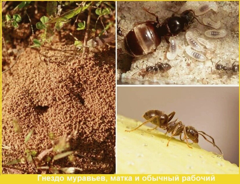 Сад и огород, участок, растения, ягоды, овощи, полезные советы, растения 