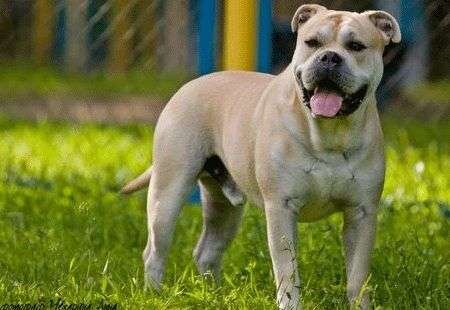 Ка-де-бо, перро дого майоркин, мальоркский мастиф, кадебу (в переводе с кат. Ca de Bou — бычья собака, то есть бульдог; исп. Perro Dogo Mallorquin) — порода собак второй группы по стандарту МКФ. Породу ка-де-бо относят к мастифам. Причислять их к бульдогам неправильно, несмотря на общность предков. Крепкая, мощная собака пропорционального сложения с хорошо развитой мускулатурой, широкой грудью и крупной головой с массивными челюстями. Уши высоко посаженные, небольшие, треугольной формы, не купируются. Высота в холке около 60 см, вес свыше 65 кг. Шерсть короткая, разнообразного окраса, на ощупь жесткая. Хвост низко посажен, тол-
стый у основания, суживается к концу. Окрас пестрый (тигровый), олений (рыжий, палевый) и черный. Верхняя губа покрывает нижнюю сбоку до середины морды, откуда виден угол пасти. Верхние губы туго натянуты, тогда как нижние образуют складку
в средней части таким образом, что при закрытой пасти губы не видны. Сплошная красная слизистая оболочка пасти имеет отчетливые поперечные гребни на небе; края десен черного пигмента. Порода считается модной, но для любителей экзотики. Бульдогов очень сложно содержать, поскольку их генетическая основа была создана для охоты на быков. Чистокровных бульдогов вообще не существует. Наиболее близки к своим предкам английские бульдоги. Все бульдоги очень упрямы, отважны и имеют
пониженный болевой порог.  Охранные качества этих собак можно назвать свободным окарауливанием. В присутствии хозяина ка-де-бо спокойны и миролюбивы, но оставшись
одни, решительно и злобно дадут отпор любому. Они прекрасно знают границы своей территории и редко преследуют злоумышленника за ее пределами. Не нападают, пока охраняемый рубеж не нарушен. Родина этой бойцовой собаки, известной с XVIII в.,  остров Мальорка (Испания). С прекращением собачьих боев поголовье мальоркских бульдогов сильно сократилось. Впервые порода была официально представлена в 1926–1929 гг. на выставках в Барселоне. В это же время в Испании был введен строжайший запрет на бычью травлю и собачьи бои. С тех пор порода перестала разводиться целенаправленно для боев и существовала как охранная. Из-за упорного нежелания заводчиков Испании регистрировать пометы и участвовать в выставках порода почти полвека считалась вымершей. Но испанский бульдог, исчезнувший на родине, с той или иной степенью чистоты встречался в колониях, благодаря сохраняющемуся там пристрастию к запрещенным зрелищам. В настоящее время мальоркские собаки обладают закрепленными морфологическими и поведенческими особенностями. В недавних
скрещиваниях, которые вернули к жизни перро, мало следов от его новых прародителей.
