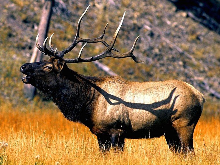 фото из сети