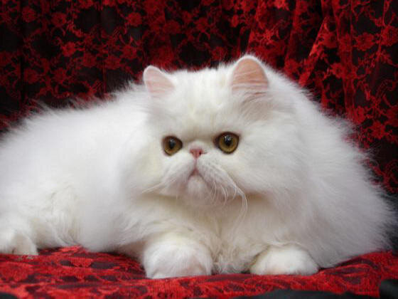 Источник фото: http://2.bp.blogspot.com/-7LXzDaZH60w/TiCo9m21y0I/AAAAAAAAHr4/cdKUYyE4m6M/s1600/persian-cat.jpg