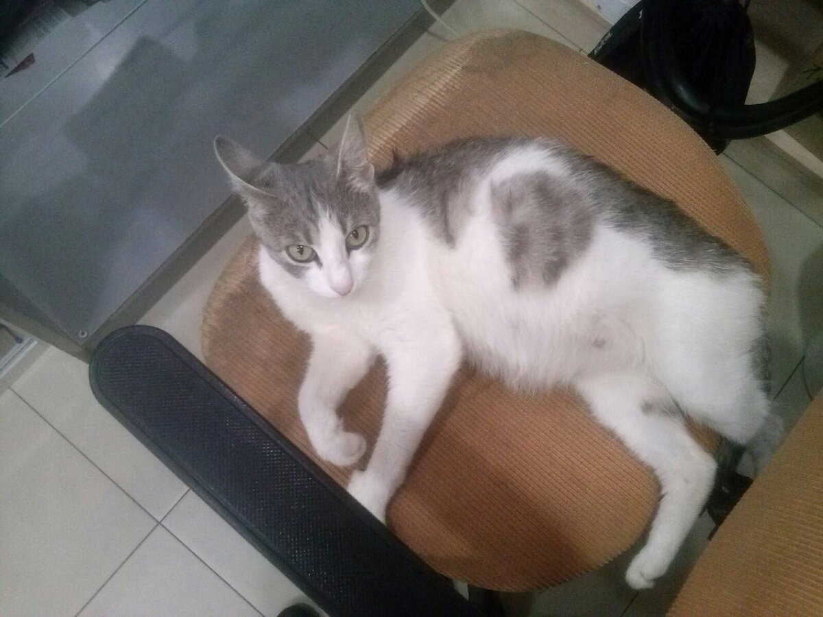 Родительница Кота. Предположительно.