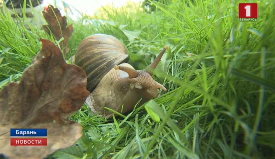 Ахатинская улитка Дульсинея