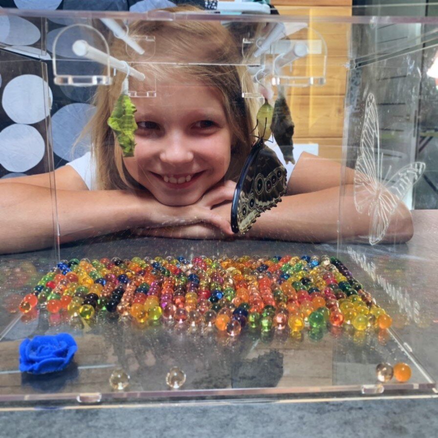 Домашняя ферма бабочек - необычный и незабываемый подарок для ребёнка 👌🎁Это не очередная игрушка, которая будет пылиться в углу 😉Это уникальная возможность окунуться в мир живой природы 🦋Это возможность увидеть появление бабочки из куколки! 🐛Бабочкам, как и обычным домашним любимцам, необходима забота! Кормить бабочку с руки - отдельное удовольствие!Подарите возможность увидеть настоящее чудо природы! Дарите невероятные эмоции вместе с командой "Эффект Бабочки"!