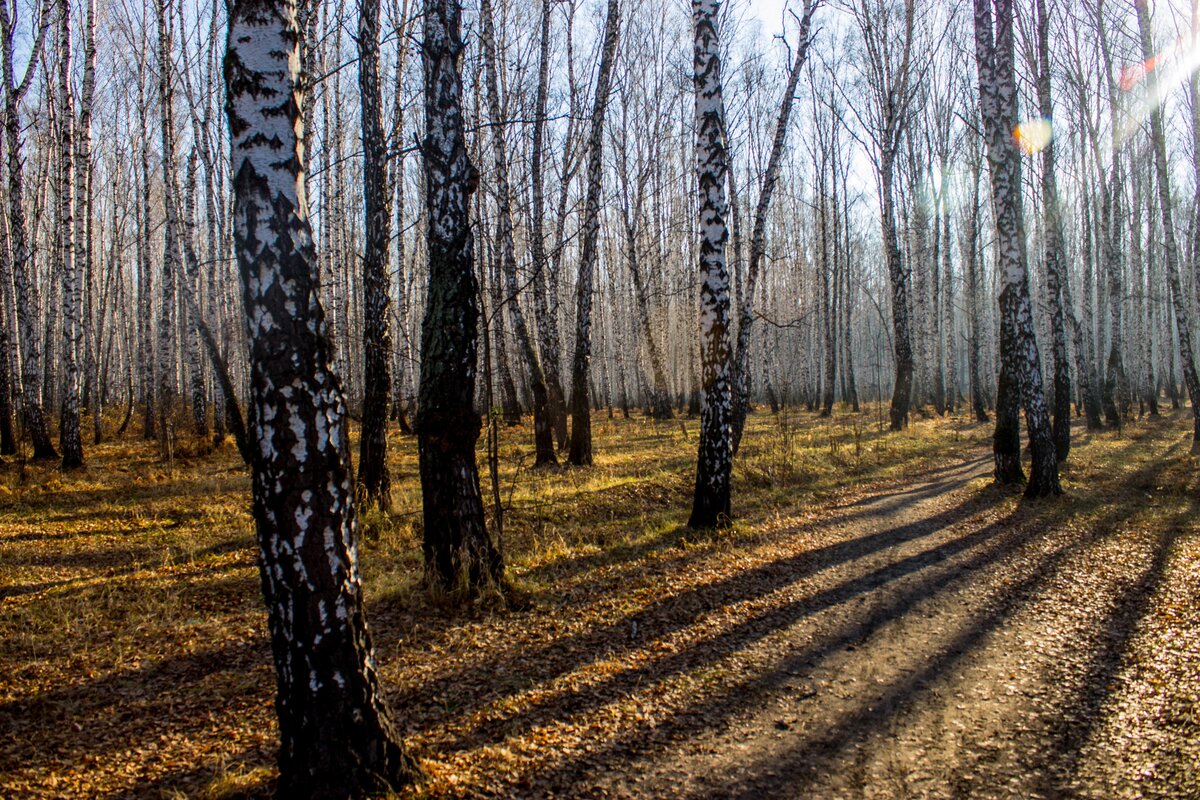 осенний лес и солнце