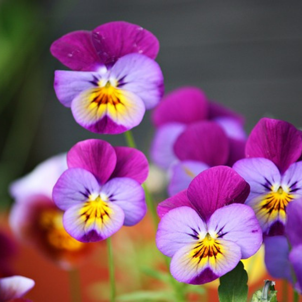 https://pixabay.com/photos/flowers-summer-violets-garden-2396729/