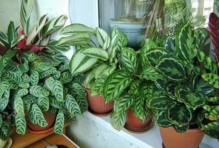 Калатея (Calathea) - рекомендация по уходу