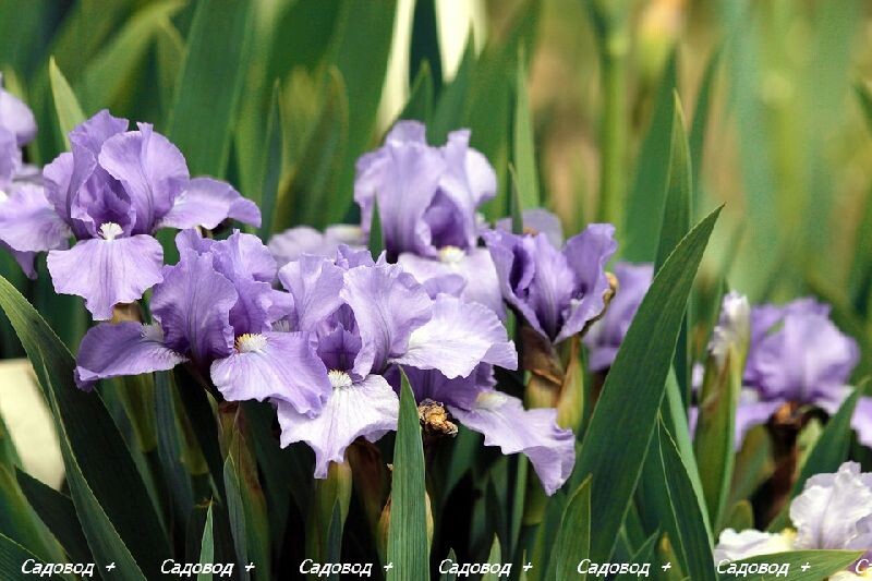 Ирис (Іris)