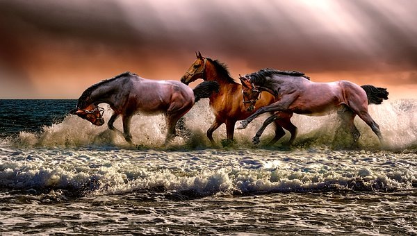 https://pixabay.com/ru/photos/%D0%B6%D0%B8%D0%B2%D0%BE%D1%82%D0%BD%D1%8B%D1%85-%D0%BB%D0%BE%D1%88%D0%B0%D0%B4%D0%B5%D0%B9-%D1%84%D0%B0%D1%83%D0%BD%D0%B0-%D0%BF%D1%80%D0%B8%D1%80%D0%BE%D0%B4%D0%B0-3099035/