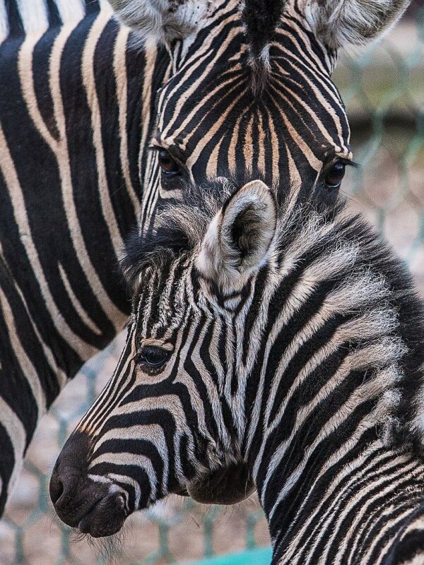 Вроде зебры. Зебры. Маленькая Зебра. Детеныш зебры. Зебра в Африке.