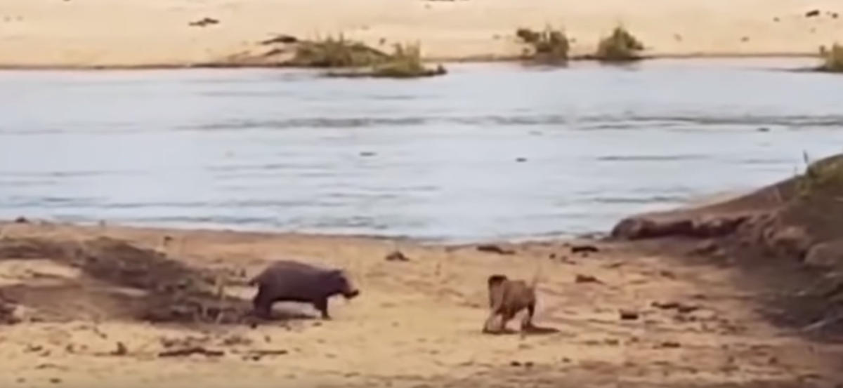Лев пытается подойти к раненной им же матери бегемота