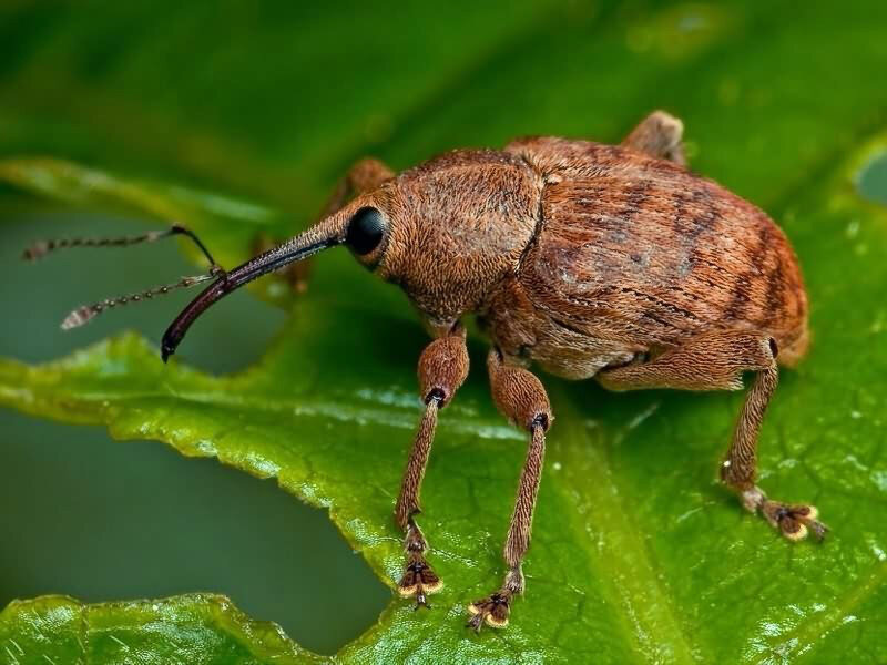 Чем вреден жук-долгоносик и как с ним бороться