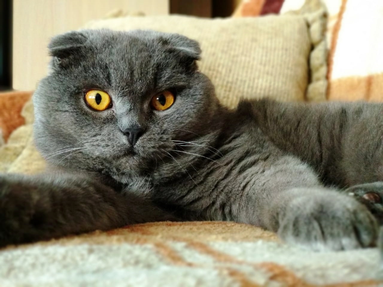 Это наш кот Тихон, которому уже 6,5 лет