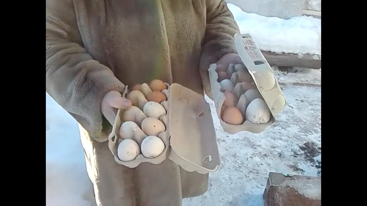 Зимой каждый день по 10 яиц