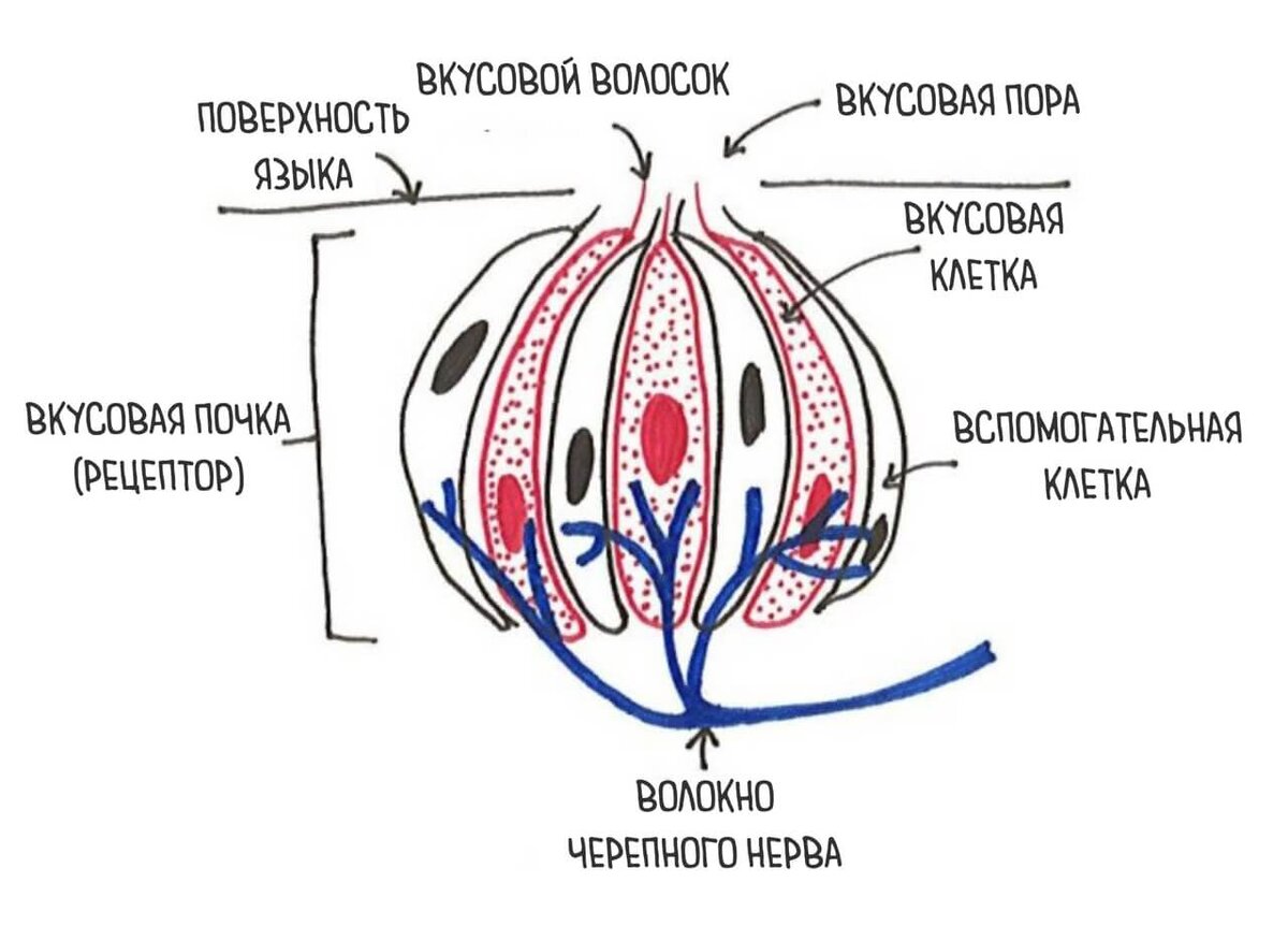 Схема строения вкусовой почки