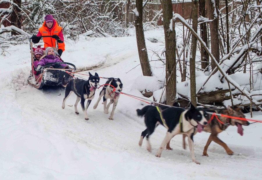 Питомник ездовых собак «Северный»