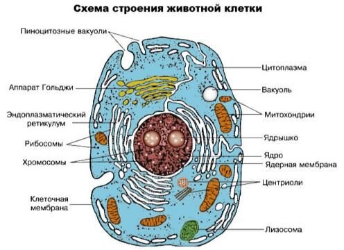 https://i.pinimg.com/564x/88/85/ad/8885adf9f02df3c2d1ace4bd9c4f6371.jpg