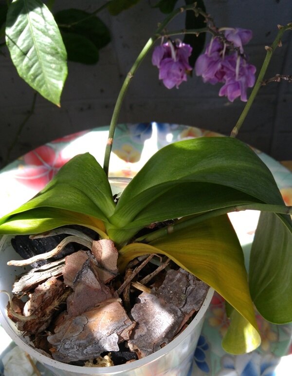 Почему желтеют, вянут листья у домашней орхидеи?