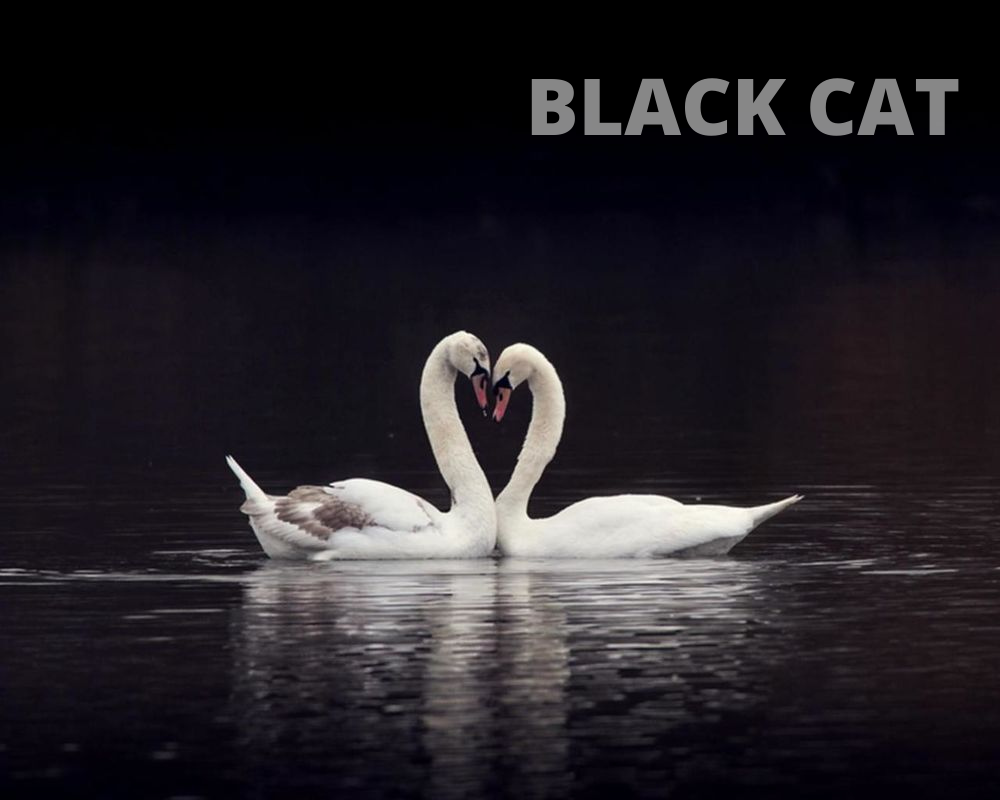 Фото взято из открытого источника