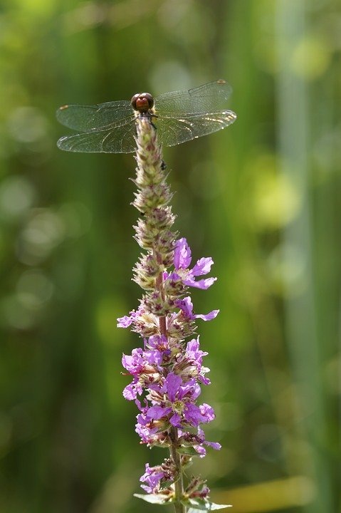 https://cdn.pixabay.com/photo/2016/07/29/15/59/red-dragonfly-1554444_960_720.jpg
