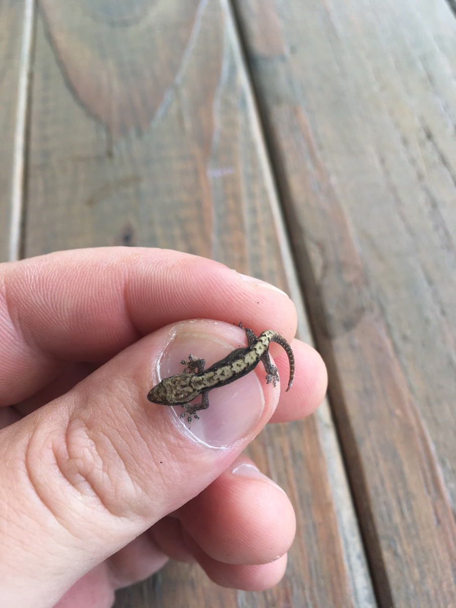 Траурный геккон. Lepidodactylus lugubris. Лугубрис геккон. Виргинский круглопалый геккон. Геккон Lepidodactylus.