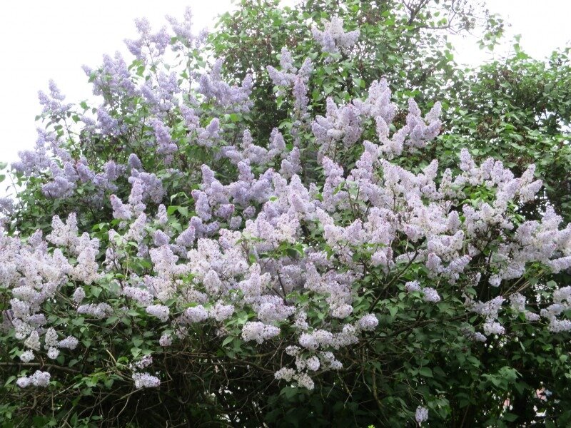 песня плыл по городу запах сирени. песня плыл по городу запах сирени. плыл над городом запах сирени. сирень запах сирени плыл. сирень запах сирени плыл.