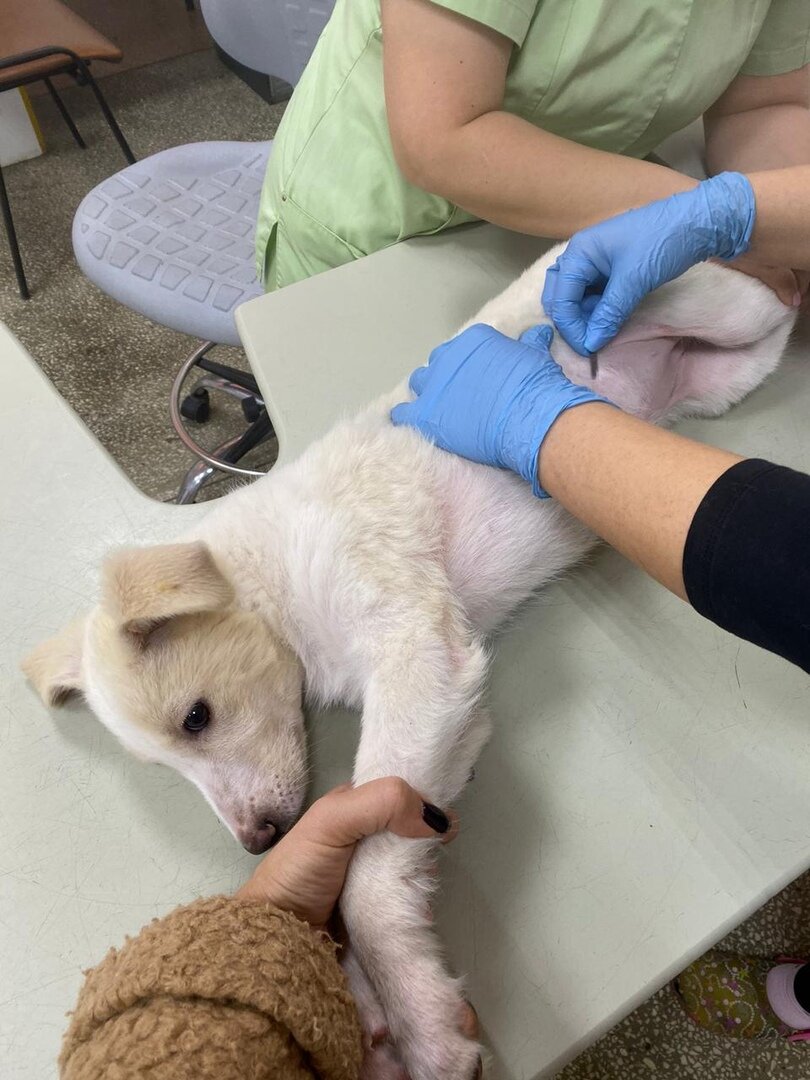 В клинике берут соскоб на клеща