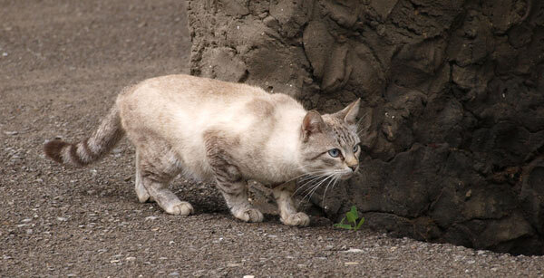 Своего мужчину превращает в добычу, вынуждает его играть роль женщины. Мужчине такая роль неприятна, и он просто перестает что-либо делать и предпринимать ради своей женщины. Читайте об этом в статье «Не становитесь мамочкой для мужчины».