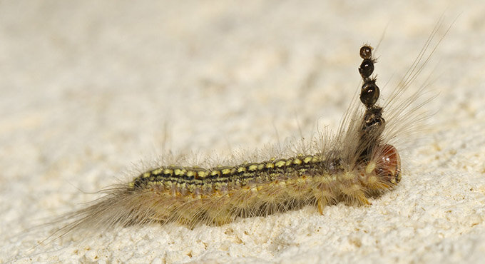 Модная гусеница Uraba lugens. Фото: Allan Lance.