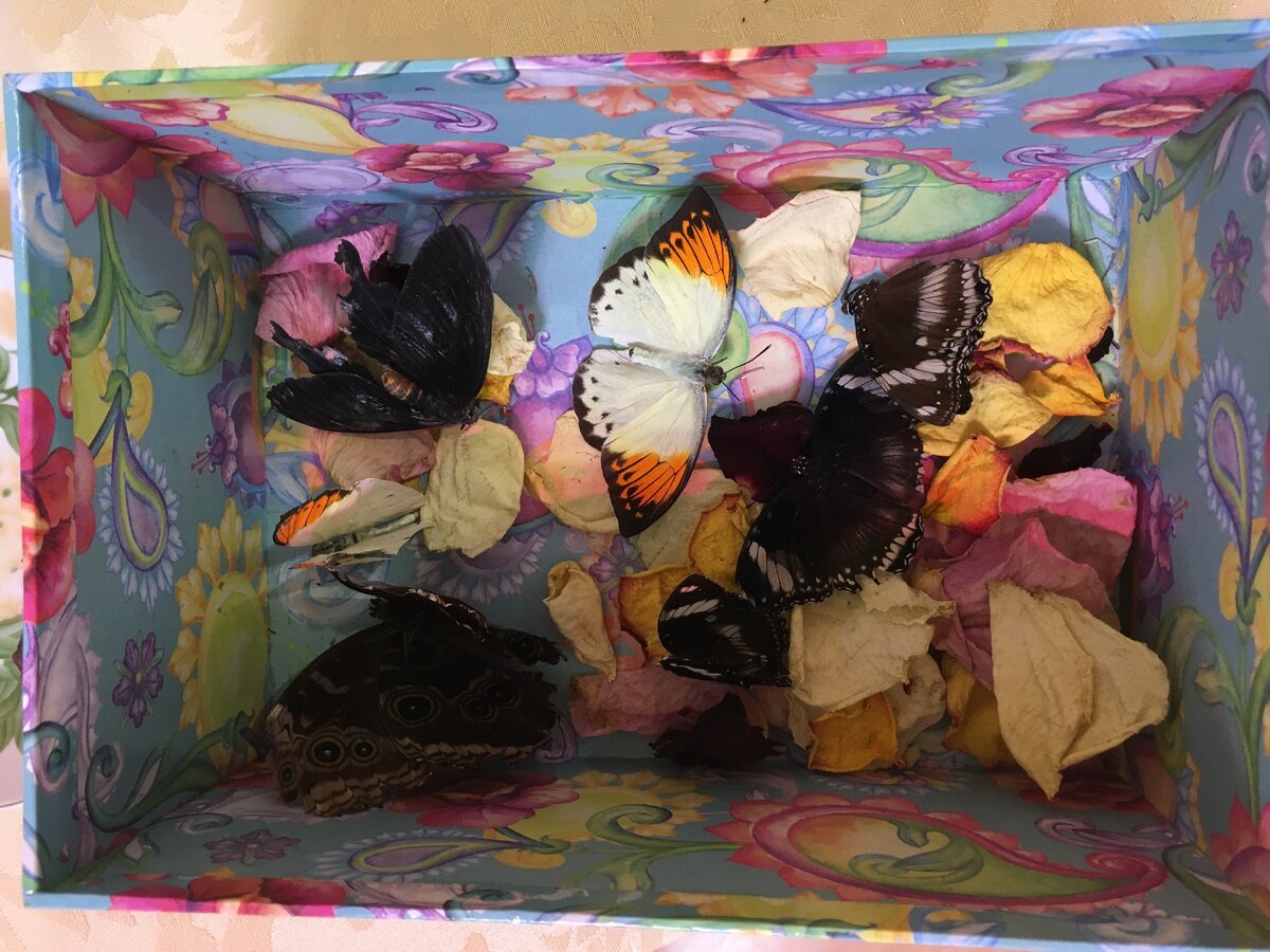 бабочки в коробке