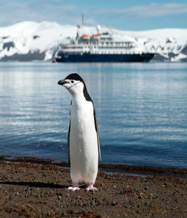 https://breeze.ru/ports/cruises-antarctica/deception