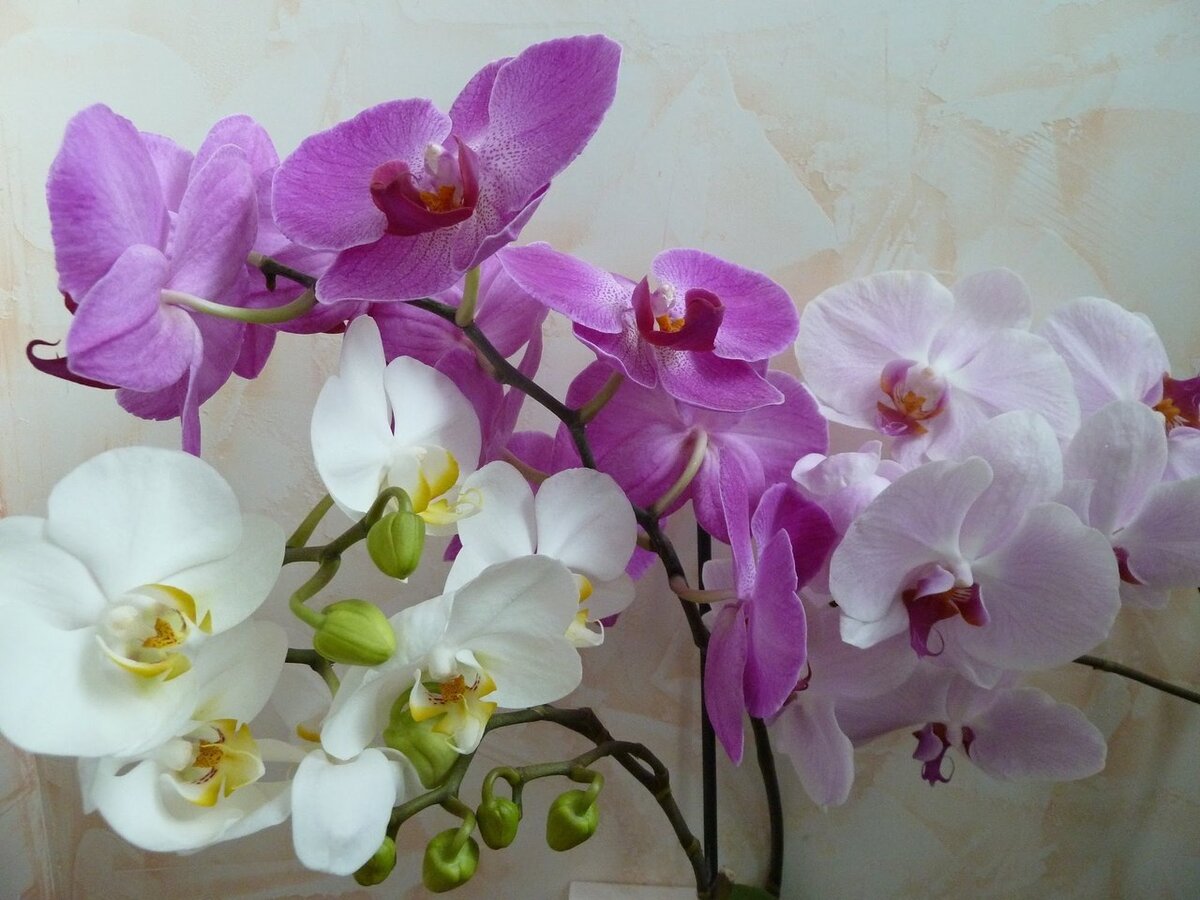 Хотите непрерывное цветение у Орхидеи? Научитесь правильно ухаживать за цветоносом