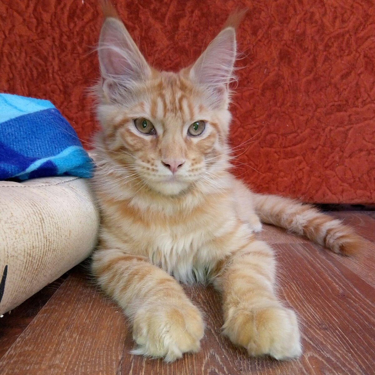 Какой там мейн-кун - тигр подрастает!