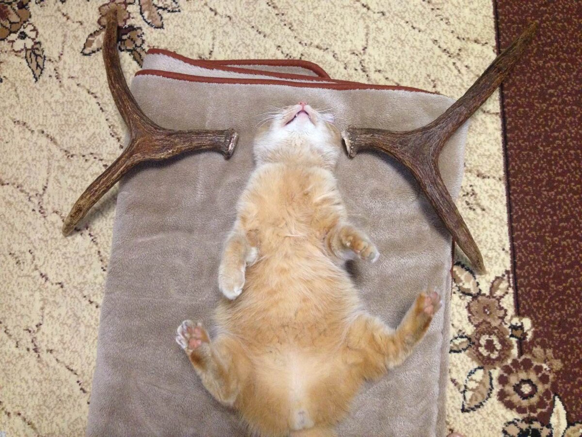 Лось в своей привычной среде обитания (извините что повторяю).