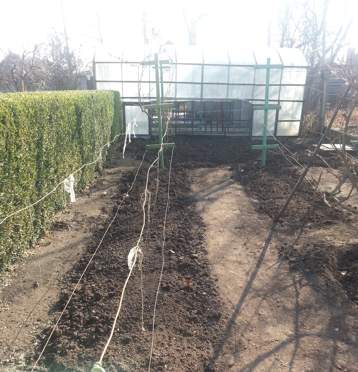 Мои новые грядки для томатов, удобрены и вскопаны (фото автора)