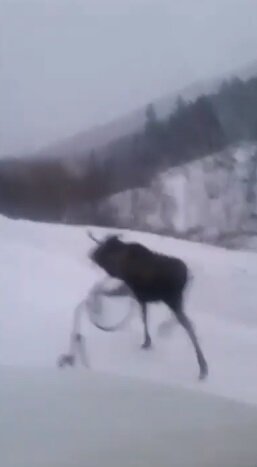 Кадр из видео: Telegram @kuhnya_korsakov