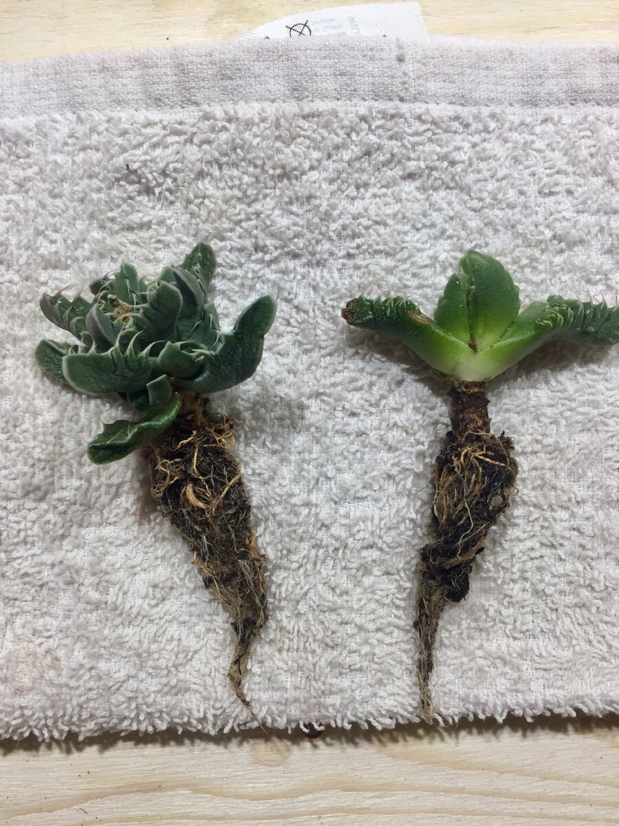 После отмывки корней