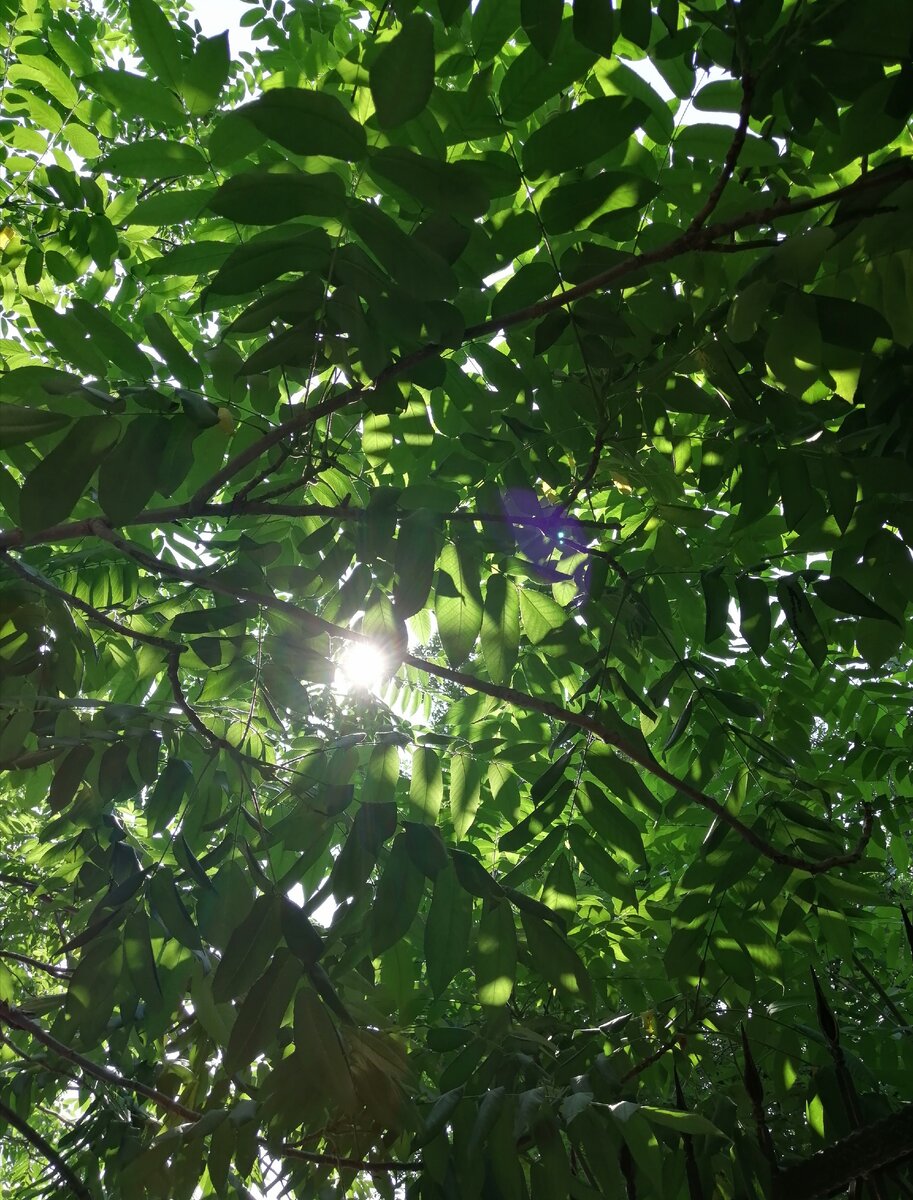 Луч надежды) 