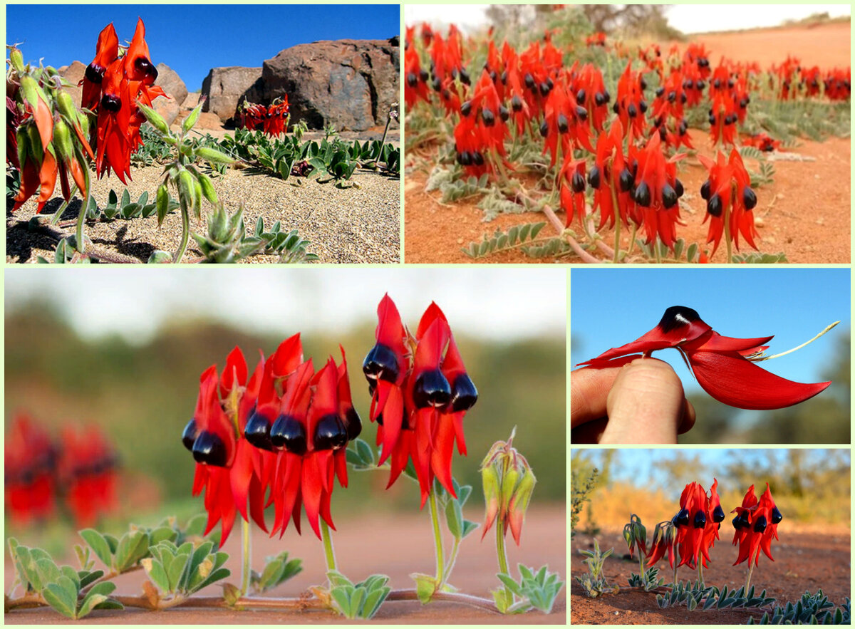 5 Красивейших цветущих растений родом из Австралии, которые очень хотелось бы заиметь в своем доме и саду