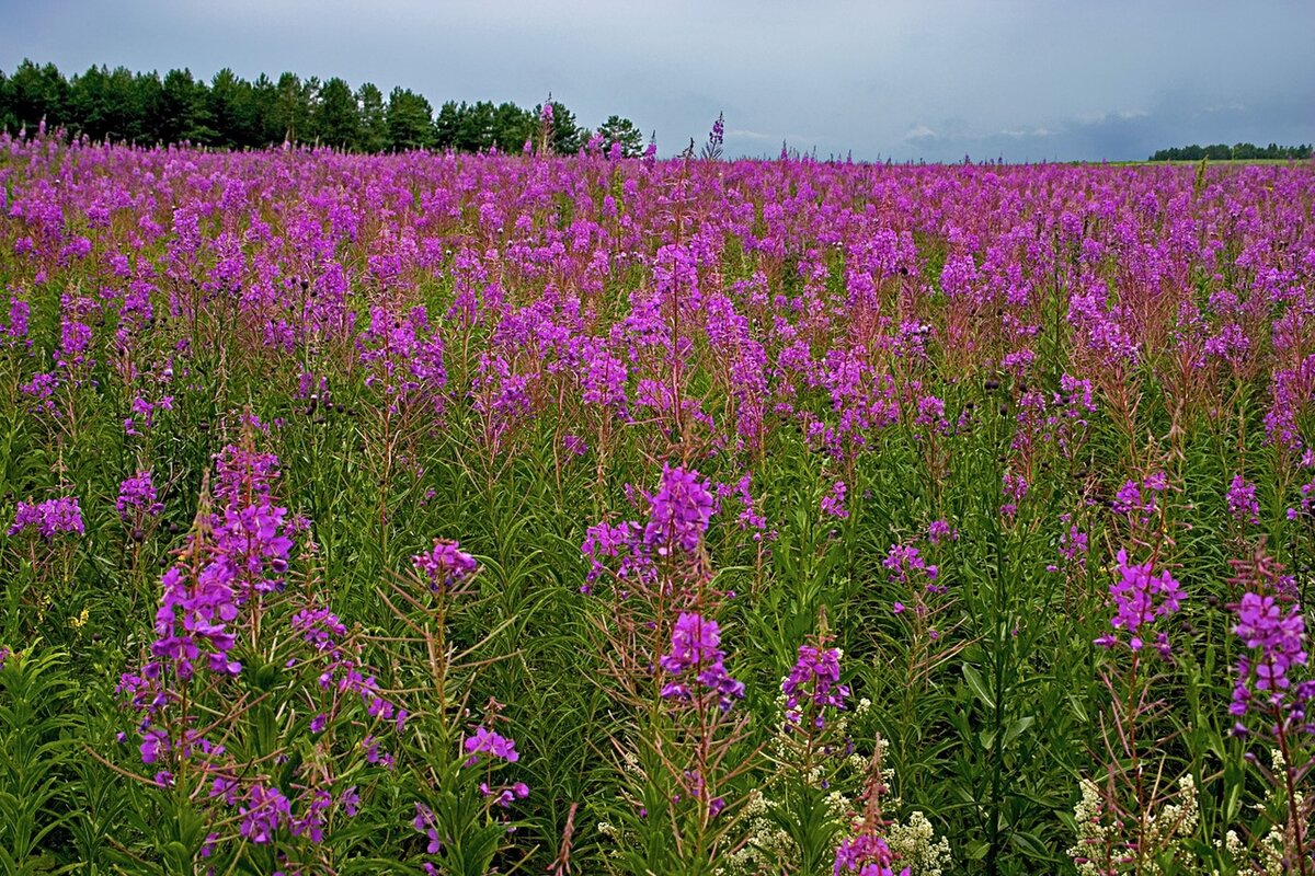 Кипрей в дикой природе. Источник фото: яндекс картинки