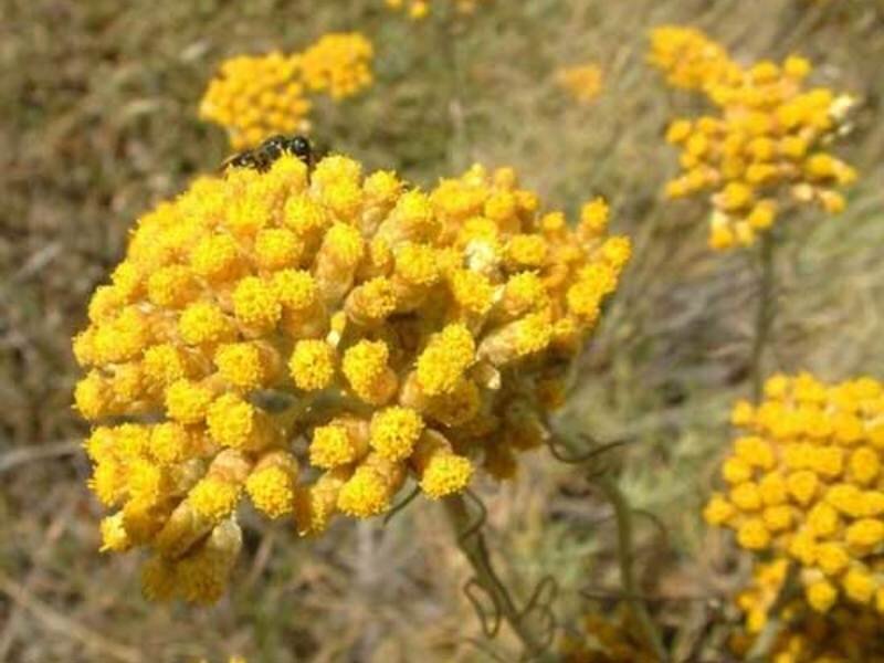 Бесмертник песчаный