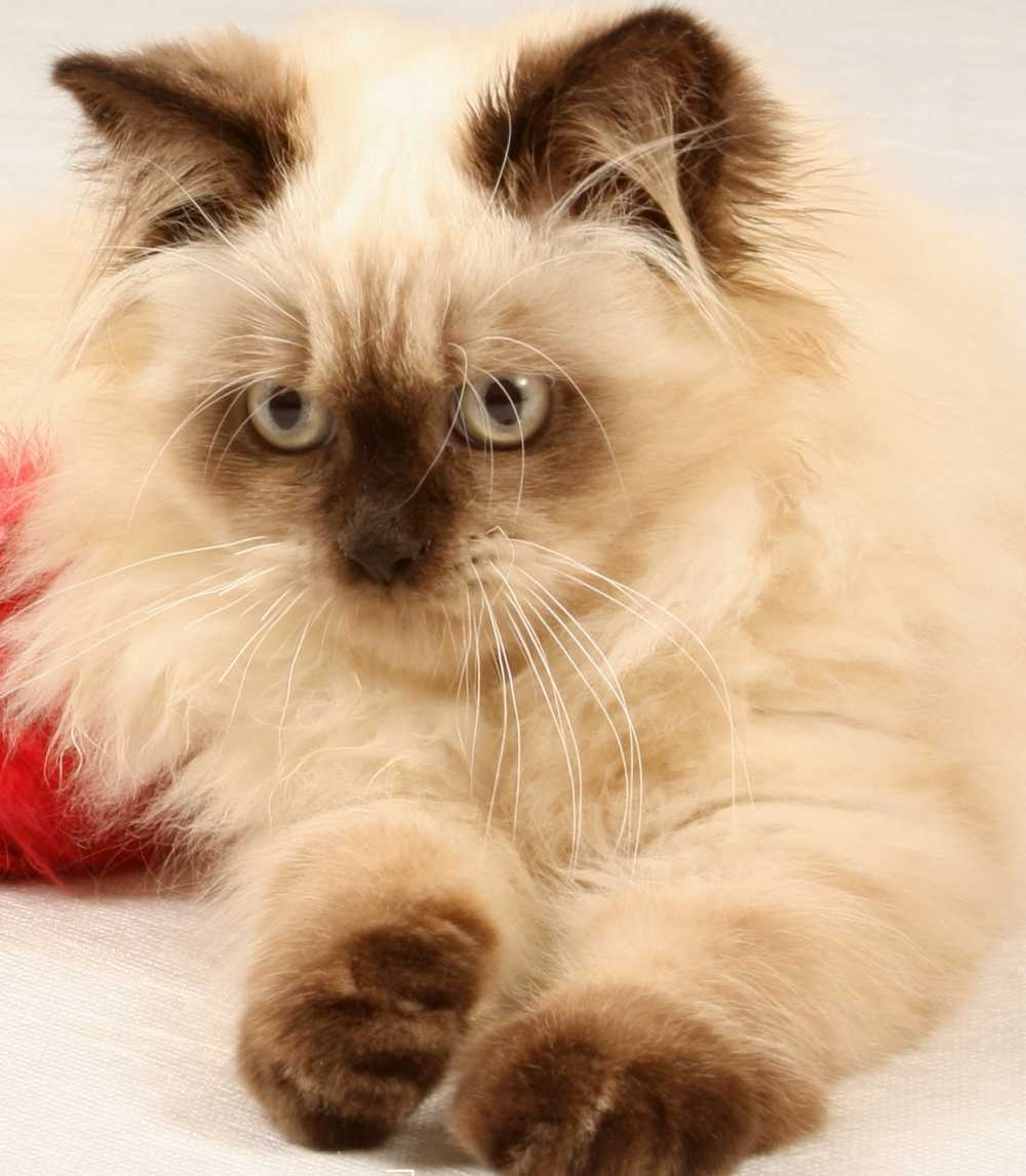 Наш красавец метис Бааксик  