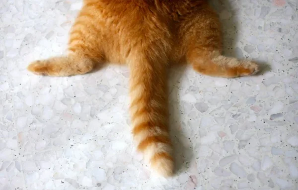 Но сделав волевое усилие, всё же поднялся